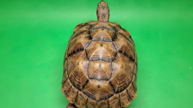 Turtle Shell Maze Patterned Reptile Back on Bright Green Ground.