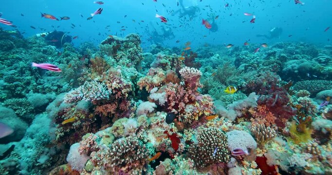 Group of divers swims over a multi-colored coral reef in a tropical sea, full of lots of marine life, colorful fish, and soft and hard corals. Practicing underwater sports. Diving underwater vacation.