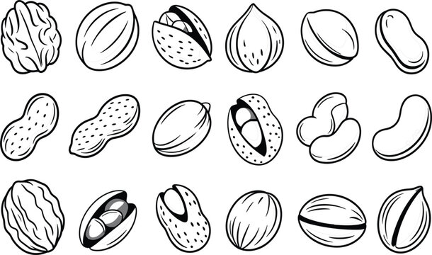 Nut and seed vector set, hand drawn peanut walnut almond hazelnut pistachio and cashew icons
