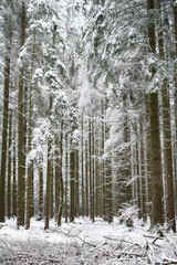 Fototapeta premium Forest trees covered in snow and ground frost, winter season, frosty scenery in wintertime, landscape in Germany