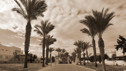 Palm Tree Avenue Symmetrical Perspective Sepia Toned Urban Park Landscape