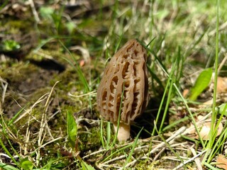 Morel grows on the grass in spring, an edible mushroom.