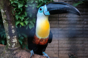 Fototapeta premium Cute toucan bird view, Trinidad