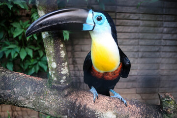 Fototapeta premium Cute toucan bird view, Trinidad