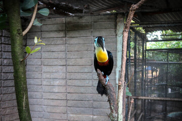 Fototapeta premium Cute toucan bird view, Trinidad