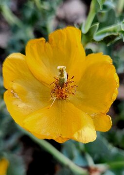 Glaucium flavum crantz yellow horned poppy