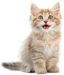 Fototapeta premium A fluffy, adorable, and wide-eyed Maine Coon kitten with soft, beige and cream fur, exhibiting a playful and slightly surprised expression while sitting, isolated on transparent background.