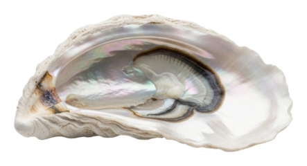 Discovering beautiful pearls in oyster shells ocean depths nature isolated on transparent background