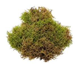 Moss growth in nature forest floor natural environment isolated on transparent background