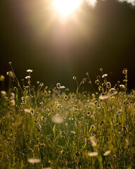 Sunlit meadow blooms softly with wildflowers under warm golden haze.