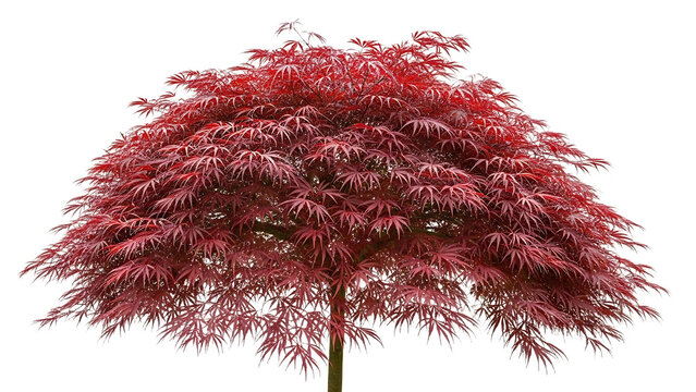 Vibrant red japanese maple tree with delicate foliage isolated on transparent background