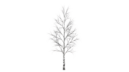 A bare birch tree covered in snow and frost isolated on transparent background