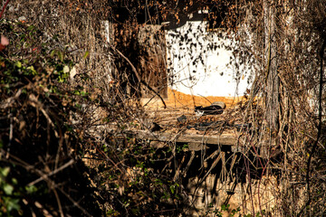 Stray cat resting among ruins of abandoned rural house, winter sunlight, decay and calm atmosphere, solitude concept
