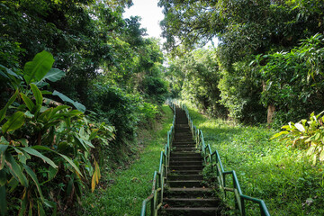 Obraz premium Jungle forest view near Soufriere town, Saint Lucia