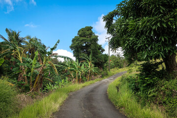 Obraz premium Jungle forest view near Soufriere town, Saint Lucia