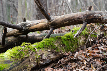 Fallen tree trunks covered with bright green moss lying in a forest among dry leaves and branches. Close-up view of old wood texture with natural cracks and knots  
