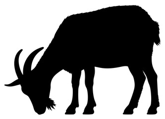 Grazing Farm Goat Silhouette Profile Vector Illustration on Transparent Background