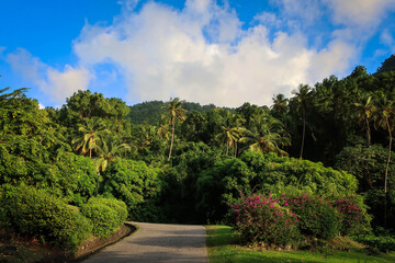 Obraz premium Jungle forest view near Soufriere town, Saint Lucia