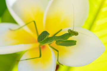 Mante religieuse pos&eacute;e sur une fleur de frangipanier