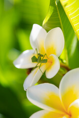 Mante religieuse pos&eacute;e sur une fleur de frangipanier