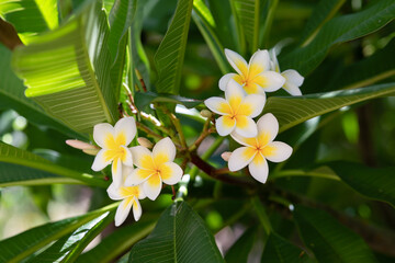 Plumeria alba