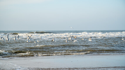 M&ouml;wen im Winter am strand