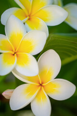 Gros plan sur des fleurs de frangipanier