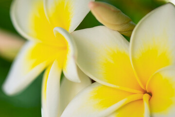 Gros plan sur des fleurs de frangipanier