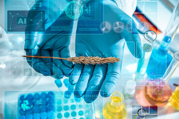 Close-up of gloved scientist hands holding a wheat ear in a laboratory with AI holograms and digital data overlays. Concept of smart agriculture, crop analysis, plant biotechnology and food security.