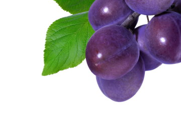Fresh ripe blue purple, violet plums on branch with green leaves isolated on transparent background. Perfect for organic food, healthy diet, garden harvest and natural fruit design concepts.