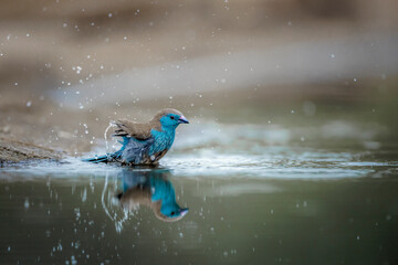 Blue-breasted Cordonbleu bathing and splashing in waterhole in Greater Kruger National park, South...