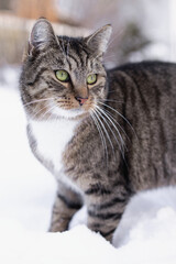 Winter portrait of a cat © diana