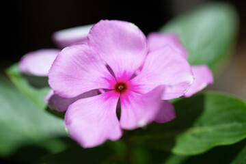 Pervenche de Madagascar