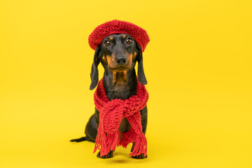 Playful dachshund dog wearing a stylish red hat and scarf, standing against a vibrant yellow backdrop, showcasing a charming expression.