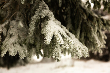 Branche de sapin vert recouverte de neige et de givre, gros plan, hiver