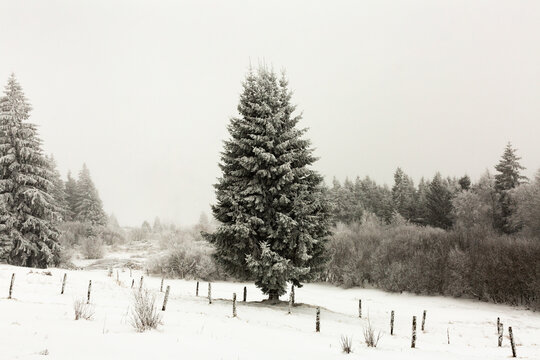 Paysage d'hiver de for&ecirc;t en montagne avec un sapin recouvert de neige au centre de l'image, ambiance mystique, jour blanc