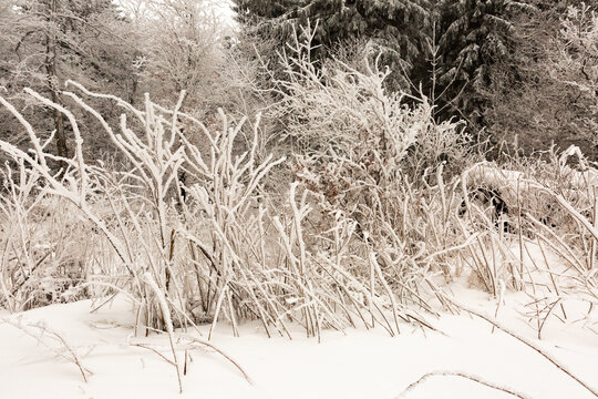Branches d'arbustes recouvertes de neige et de givre en for&ecirc;t, paysage d'hiver, jour blanc, plan rapproch&eacute;