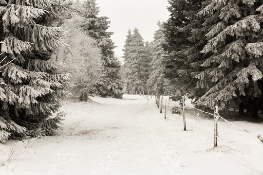 For&ecirc;t de montagne avec de la neige, chemin blanc avec poteaux en bois et des sapins givr&eacute;es, jour blanc, paysage hivernal