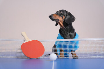 Adorable dachshund in blue shirt enjoying table tennis, sitting at the net with a paddle and ball, capturing a playful sports concept.