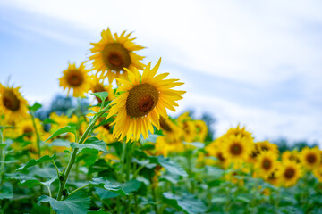 Bright yellow sunflowers bloom under a clear blue sky, creating a vibrant and picturesque countryside scene, symbolizing summer and nature's beauty.