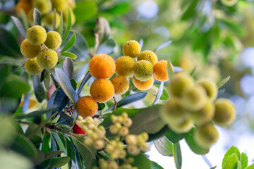 Close-up of bright orange and yellow arbutus unedo fruits amidst lush green foliage, capturing nature's vibrant colors and textures in a serene natural environment.