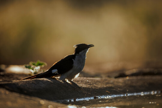 Pied Cuckoo standing along waterhole backlit in Greater Kruger National park, South Africa ; Specie Clamator jacobinus family of Cuculidae