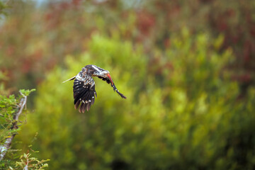 Southern Red billed Hornbill in flight front view in Greater Kruger National park, South Africa   Specie Tockus rufirostris family of Bucerotidae © PACO COMO