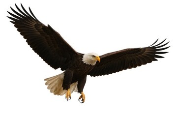 Fototapeta premium A bald eagle in mid-air with its wings fully spread, against a white background.