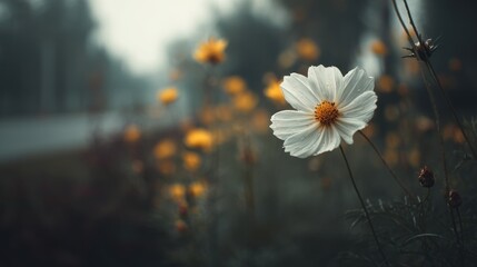 Elegant close up of a white cosmos flower with yellow details in soft focus