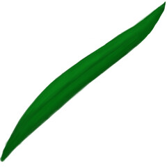 Long Slim Leaf Illustration