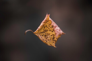 Birch sheet of hangers on thin spider web. Autumn weather.