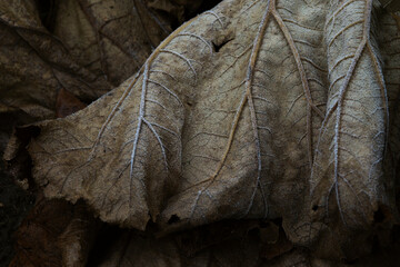 Cold icy nature leaves in the garden
