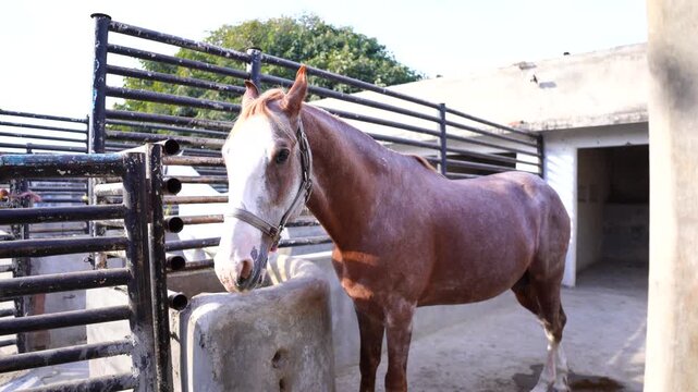 Horse in Outdoor Stable &ndash; Reddish-Brown Horse with White Face Tethered in Metal-Railed Enclosure