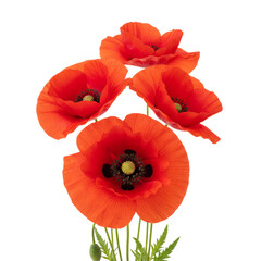 Obraz premium Vibrant red poppies with delicate petals and dark centers, isolated on white